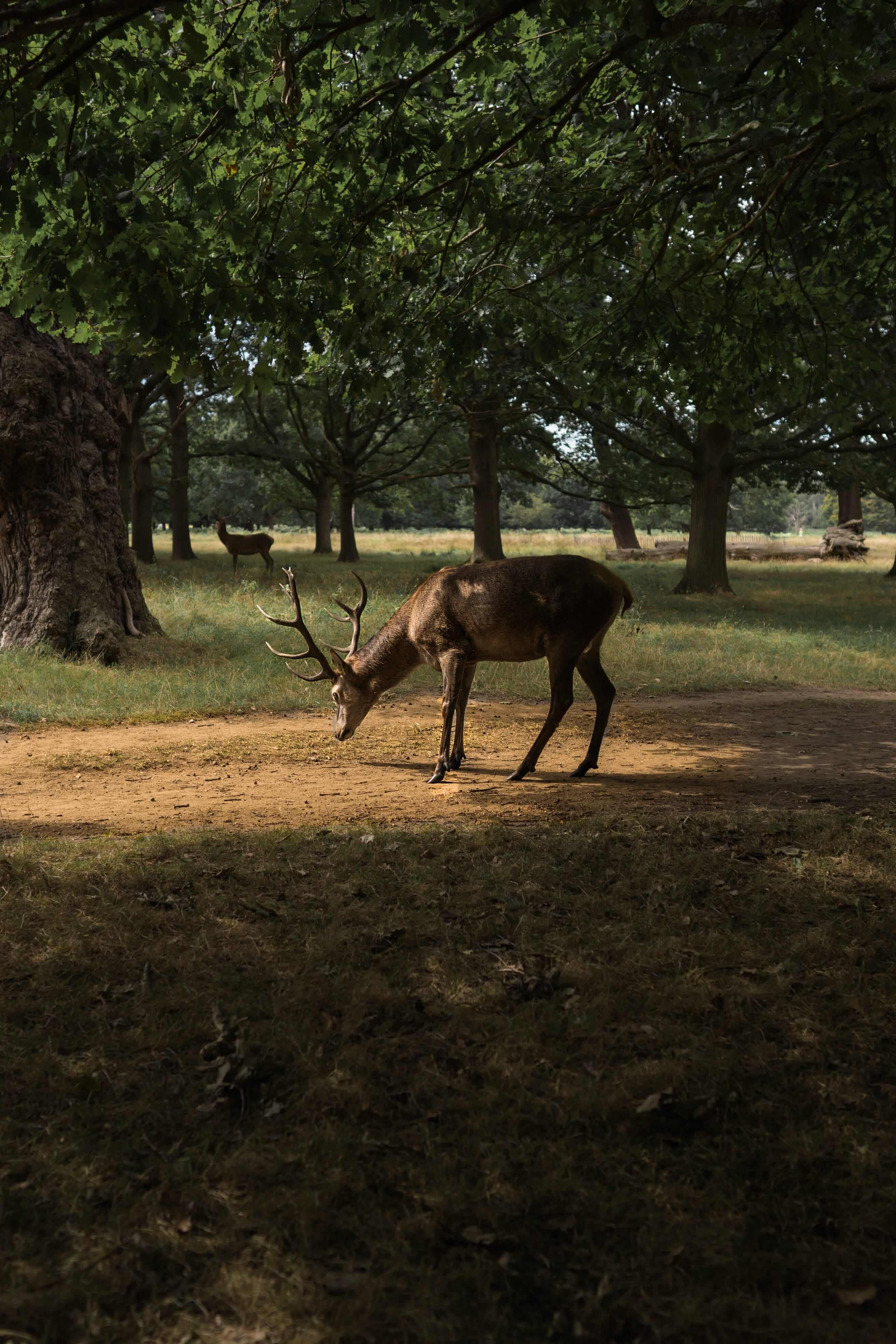 deer grazing in woodland 