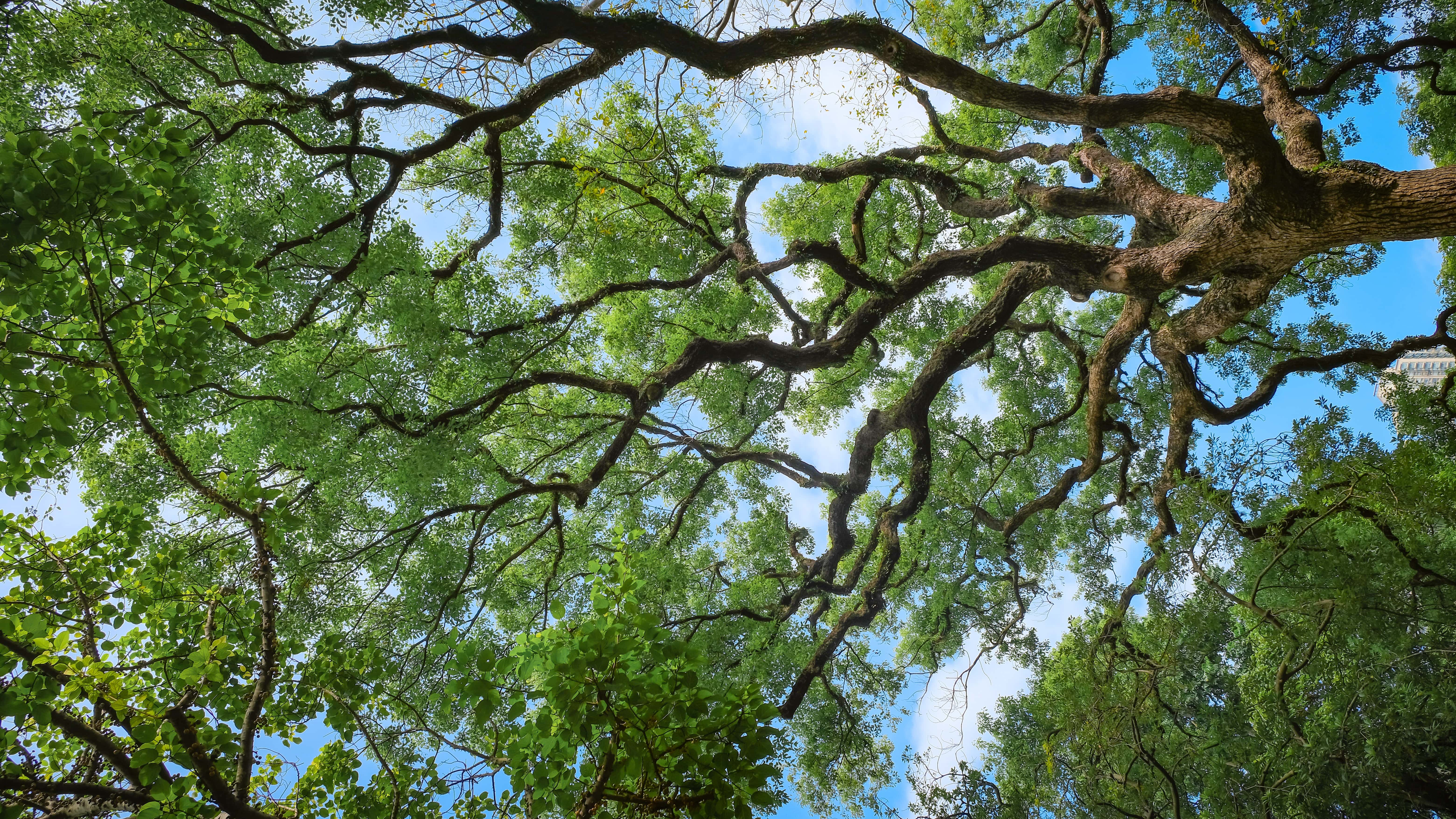 tree branches and blue sky