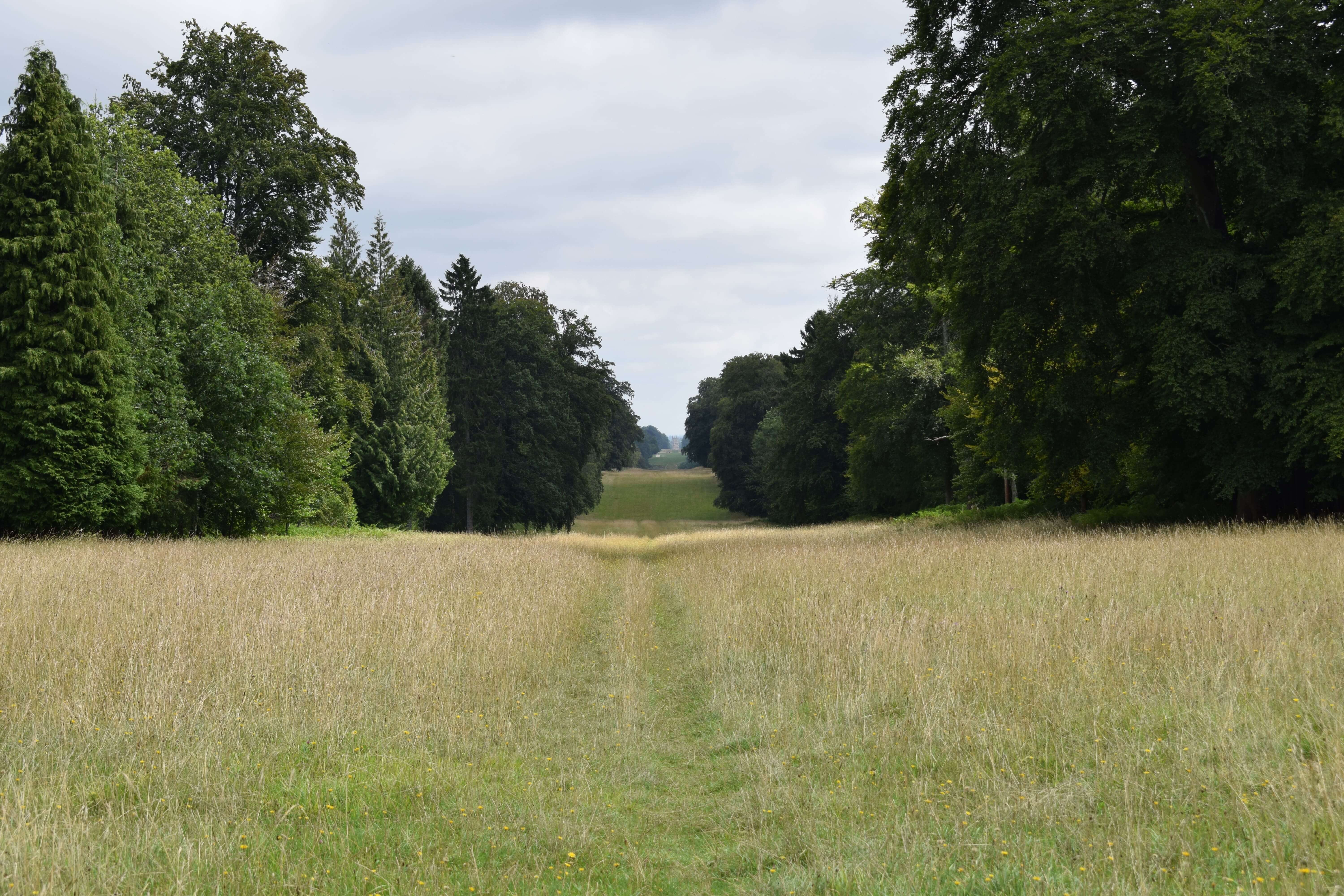 open grass area, extending into the distance, flanked by trees